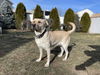 adoptable Dog in brewster, NY named Nora (Momma)