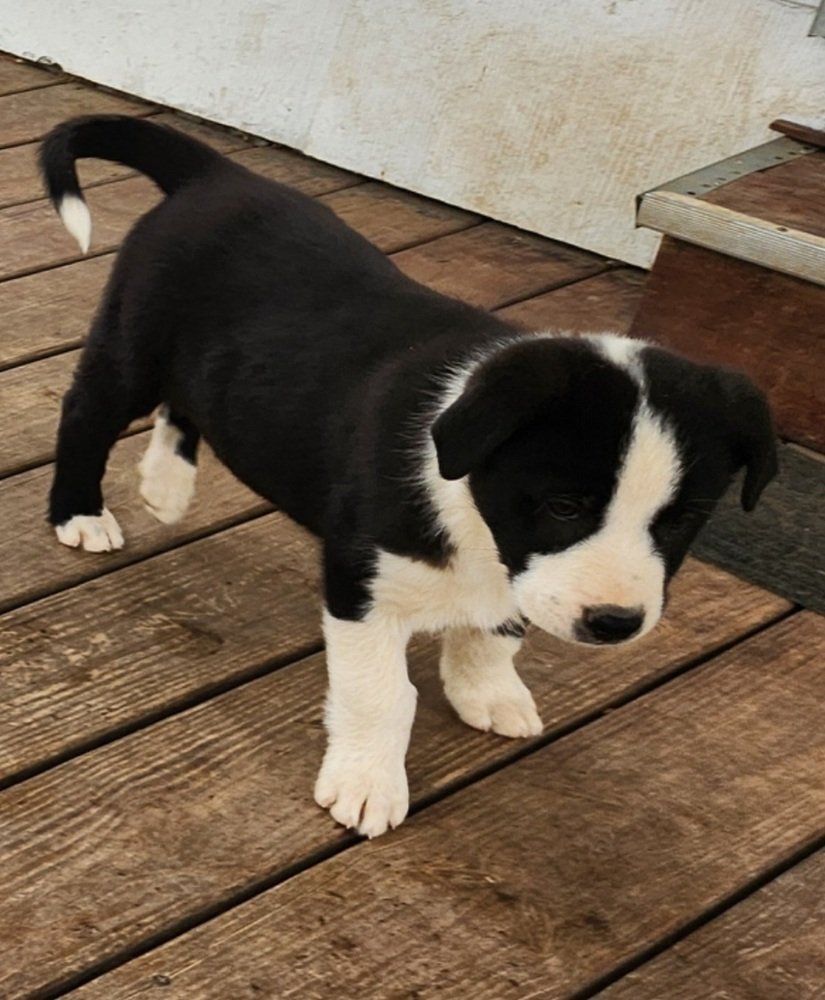 adoptable Dog in Brewster, NY named Blaze (Nora's Litter)