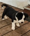adoptable Dog in brewster, NY named Blaze (Nora