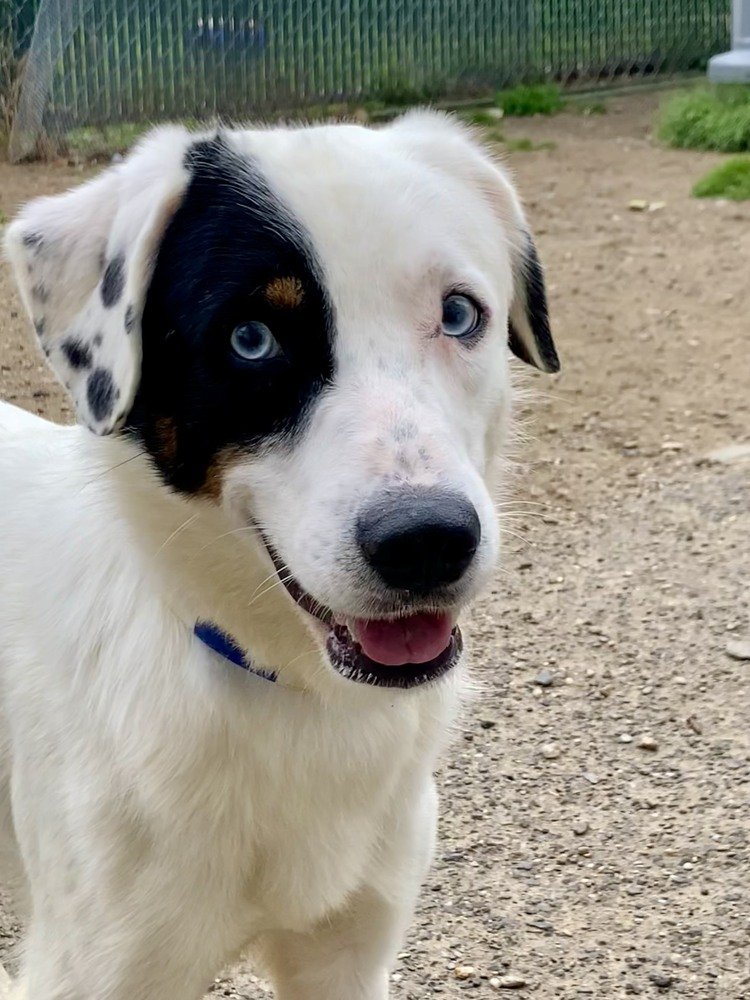 adoptable Dog in Brewster, NY named Horton