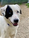 adoptable Dog in brewster, NY named Horton