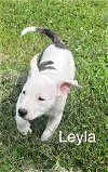 adoptable Dog in brewster, NY named Layla (Lulu