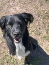 adoptable Dog in brewster, NY named Scooter (S Puppies)
