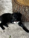 adoptable Dog in brewster, NY named Scooter (S Puppies)