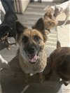 adoptable Dog in brewster, NY named Fox