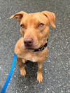 adoptable Dog in Brewster, NY named Phoenix