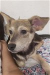 adoptable Dog in brewster, NY named Jet