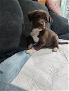 adoptable Dog in brewster, NY named Cinco (Princess