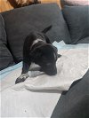 adoptable Dog in  named Cuatro (Princess