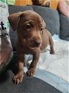 adoptable Dog in  named Ocho (Princess
