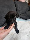 adoptable Dog in  named Seis (Princess