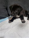 adoptable Dog in  named Uno (Princess