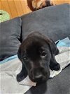 adoptable Dog in brewster, NY named Tres (Princess