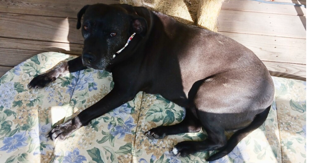 adoptable Dog in Brewster, NY named Bonnie (aka Maui)