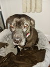 Bonnie (aka Maui) - Photo 1