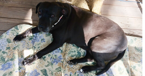 BONNIE (AKA MAUI) - American Staffordshire Terrier / Labrador Retriever available for adoption