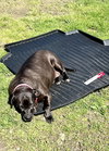Bonnie (aka Maui) - Photo 3
