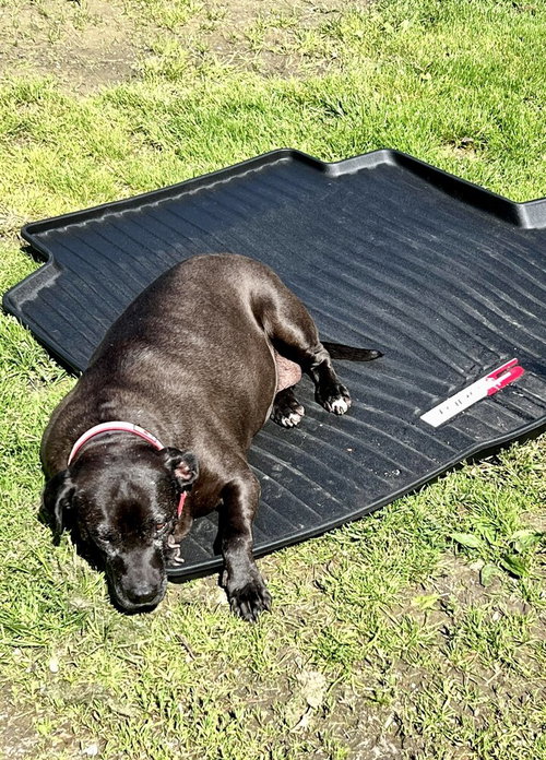 Bonnie (aka Maui), photo 3