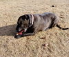 Bonnie (aka Maui) - Photo 4