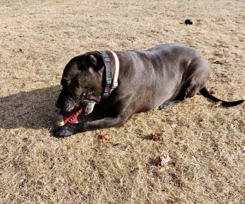 Bonnie (aka Maui), photo 4