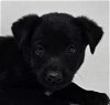 adoptable Dog in brewster, NY named Juniper (J-Puppies)