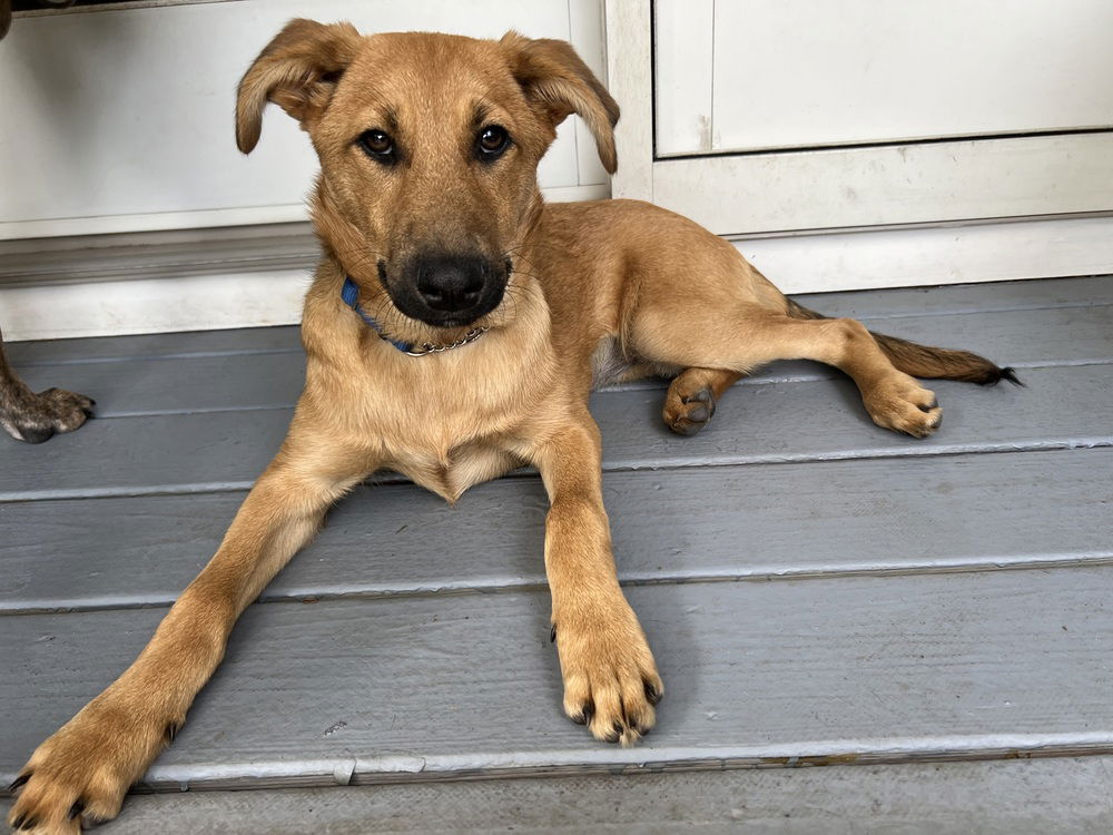 adoptable Dog in Brewster, NY named Stacy (S Puppies)