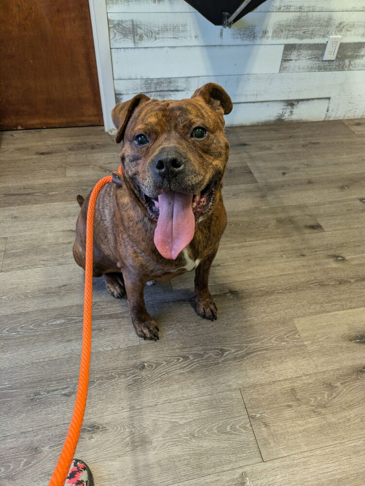 adoptable Dog in Brewster, NY named Moses