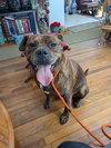 Moses - Photo 4