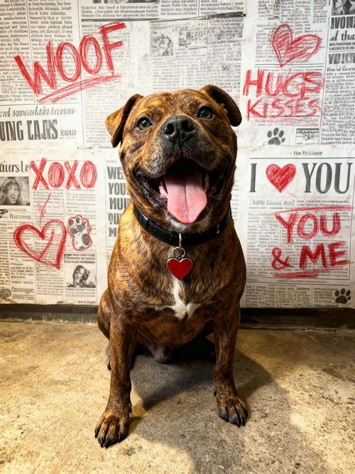 MOSES - Boxer / American Staffordshire Terrier available for adoption