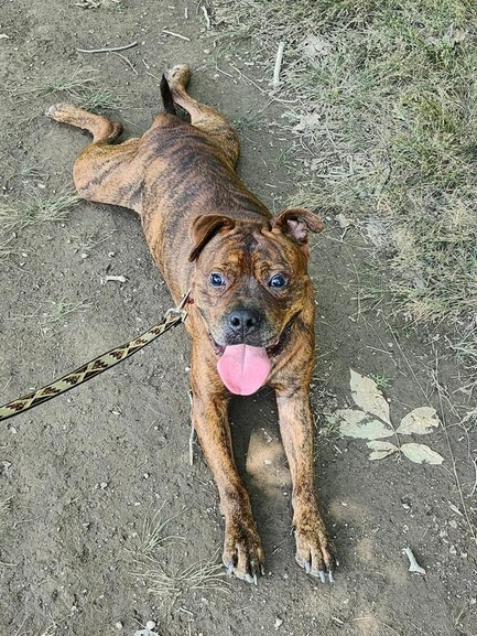 adoptable Dog in Brewster, NY named Moses