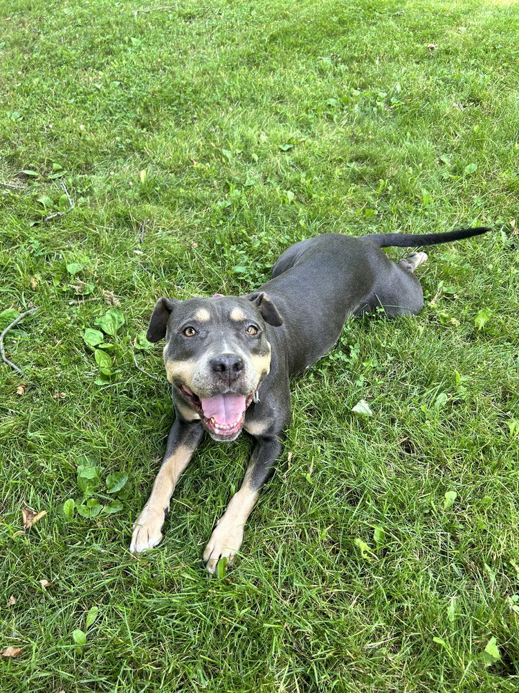 adoptable Dog in Brewster, NY named Lucy the Lucky