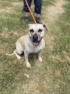 adoptable Dog in Brewster, NY named Nesme (Nala)