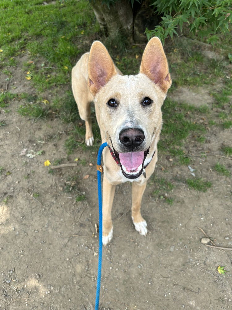 adoptable Dog in Brewster, NY named Shamrock