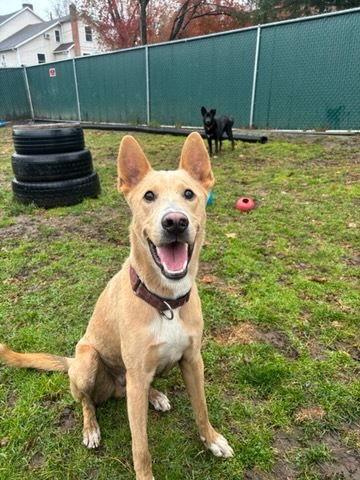 adoptable Dog in Brewster, NY named Shamrock