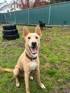 adoptable Dog in brewster, NY named Shamrock