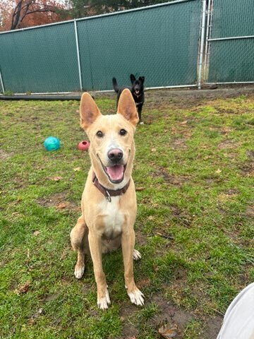 SHAMROCK - Shepherd / Labrador Retriever available for adoption