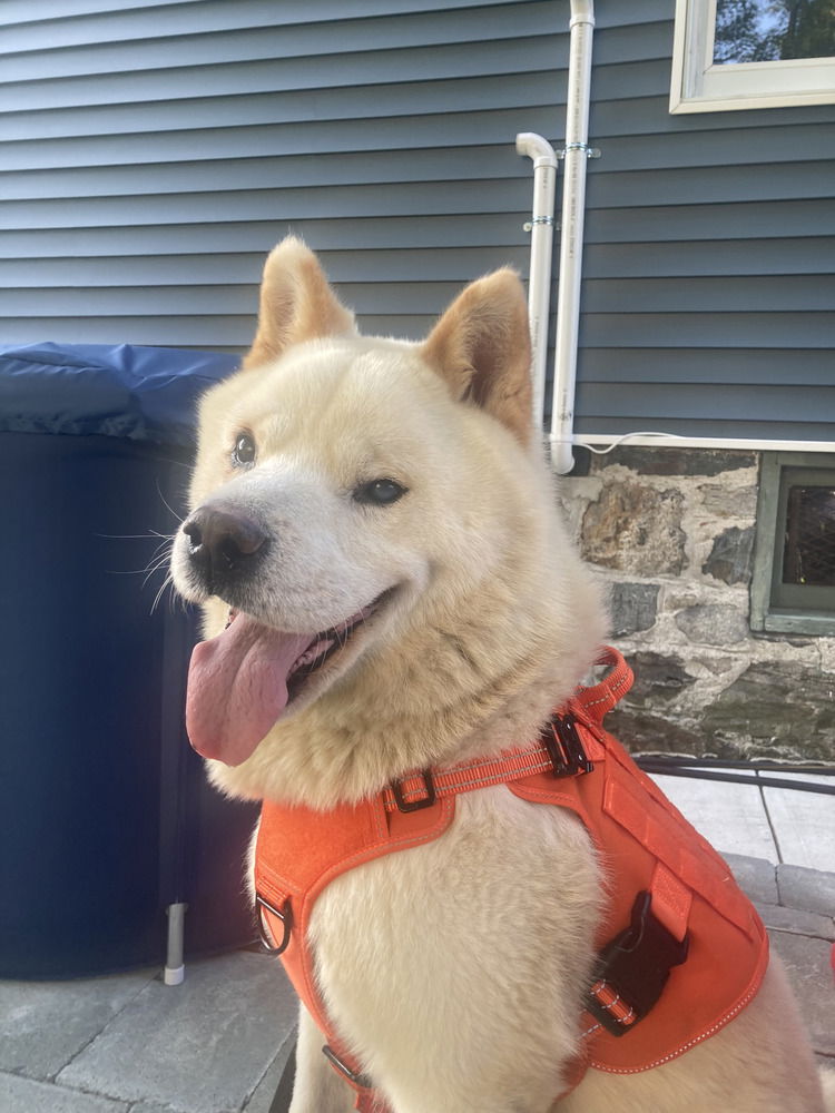 adoptable Dog in Brewster, NY named Snowball