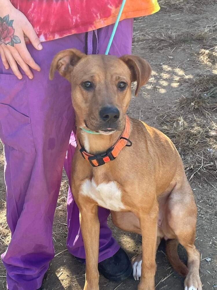 adoptable Dog in Brewster, NY named Lolita the Luscious