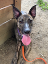 adoptable Dog in brewster, NY named AC - Wanda the Wonderful