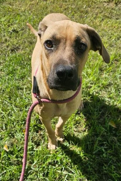 adoptable Dog in Brewster, NY named Sarah the Sweetheart