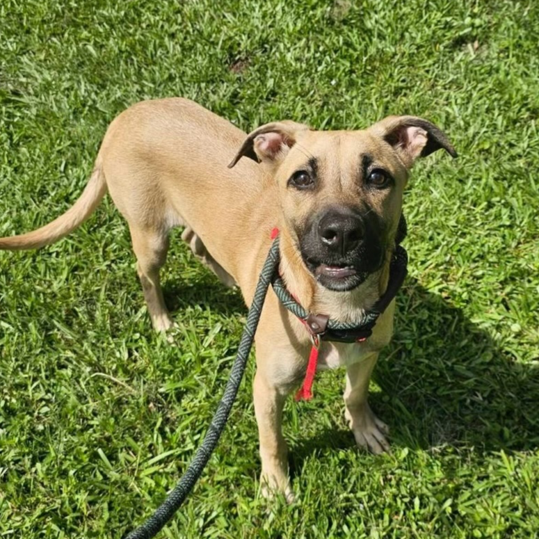 adoptable Dog in Brewster, NY named Tucker the Terrific