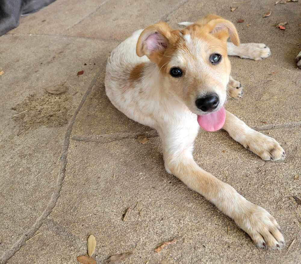 adoptable Dog in Brewster, NY named Harry (Grimes County)