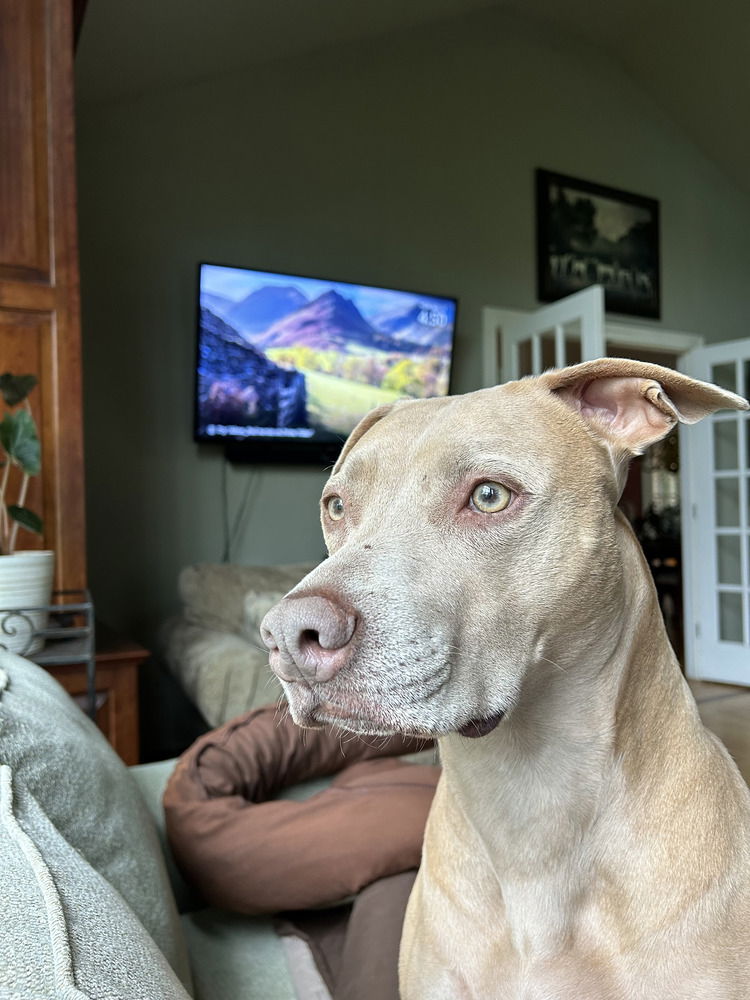 adoptable Dog in Brewster, NY named Maggie