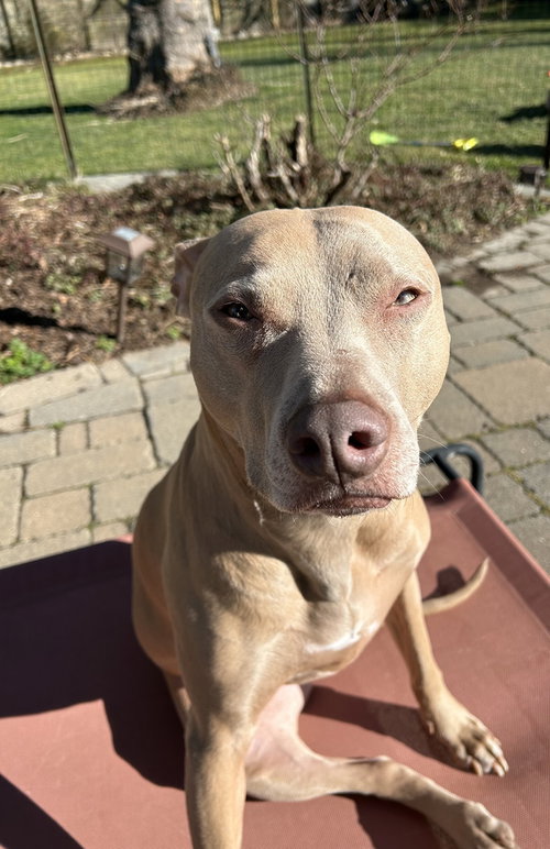 MAGGIE - Weimaraner / Pit Bull Terrier available for adoption
