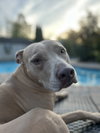 Maggie - Photo 4