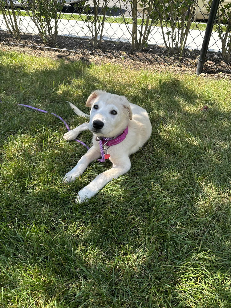 adoptable Dog in Brewster, NY named Molly (Ginny's Litter)