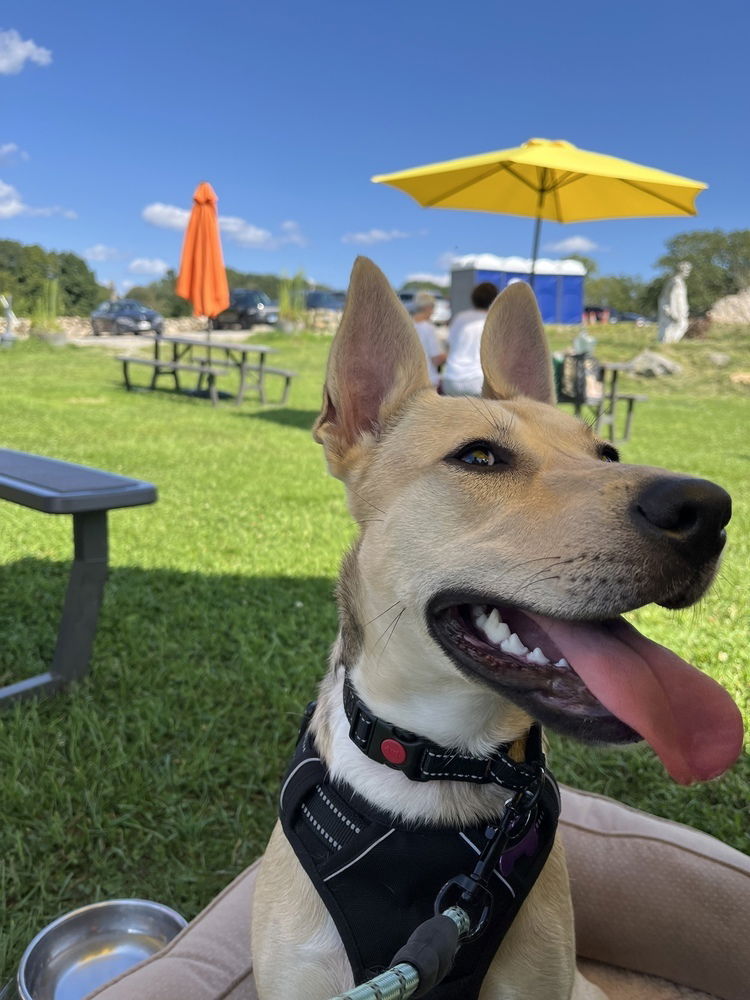 adoptable Dog in Brewster, NY named Rosie (Ladybug's Litter)