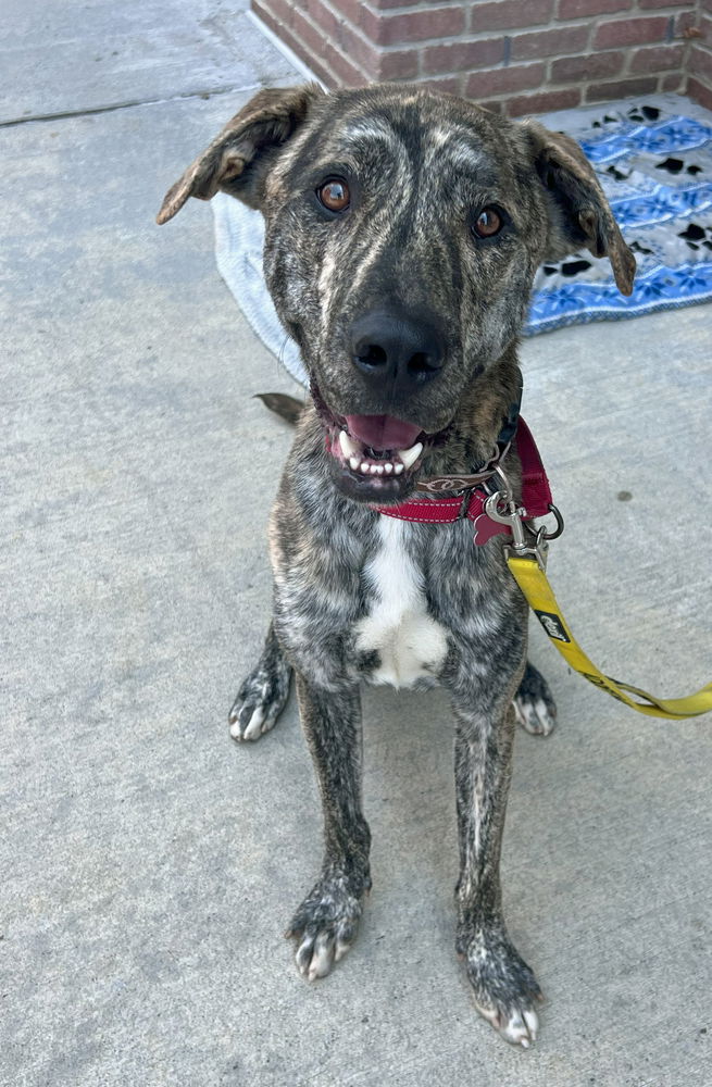 adoptable Dog in Brewster, NY named Rex (Lucy's Litter)