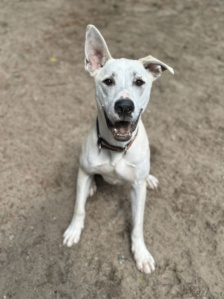 adoptable Dog in Brewster, NY named Benny (Lucy's Litter)