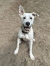 adoptable Dog in  named Benny (Lucy